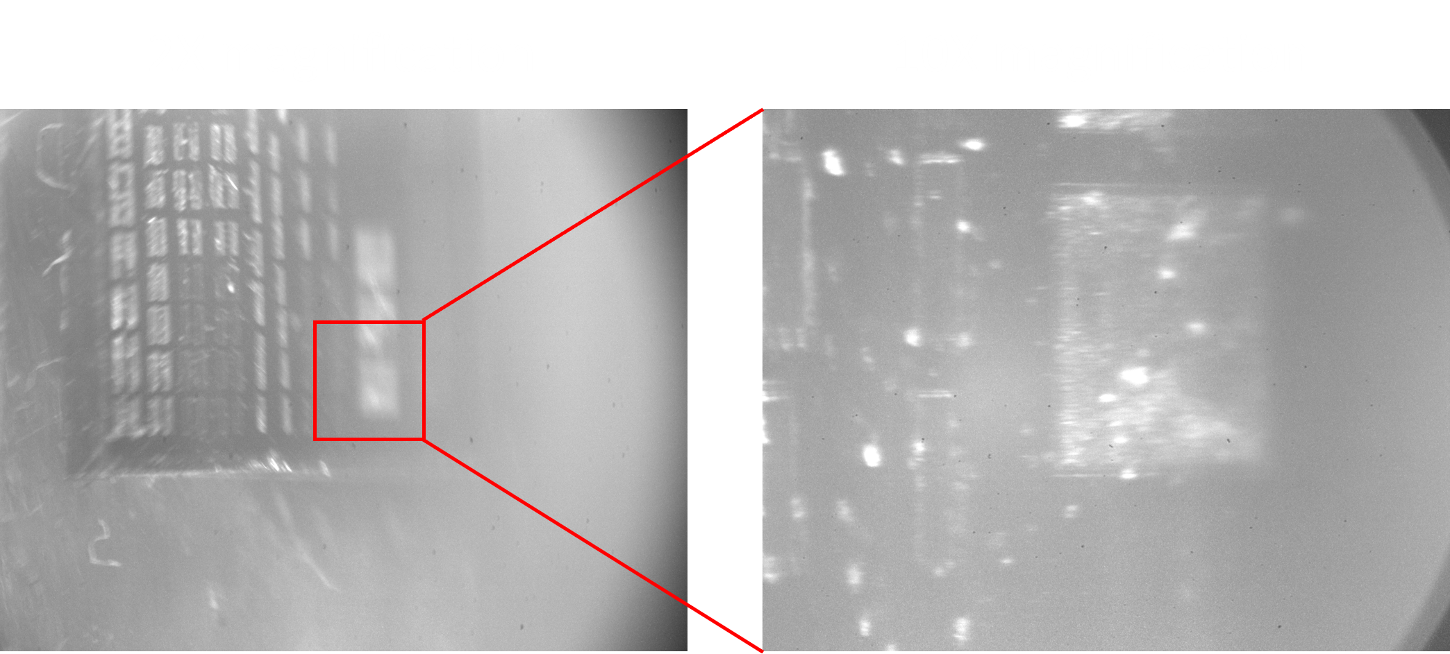 Image captured by the new microscope